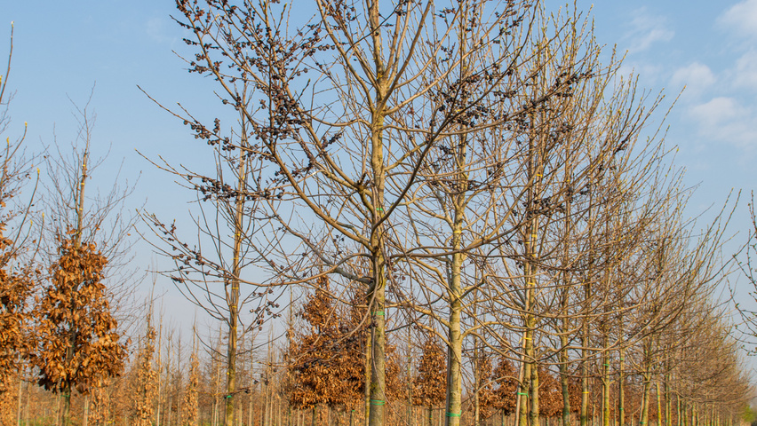 Diospyros lotus hochstämmig