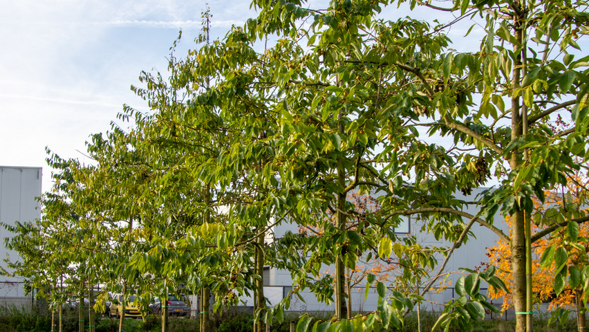 Diospyros lotus hochstämmig