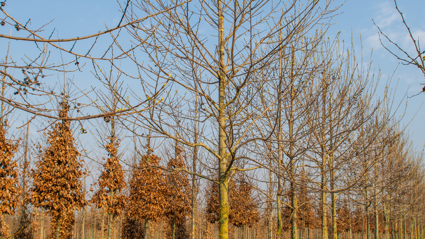 Diospyros lotus hochstämmig