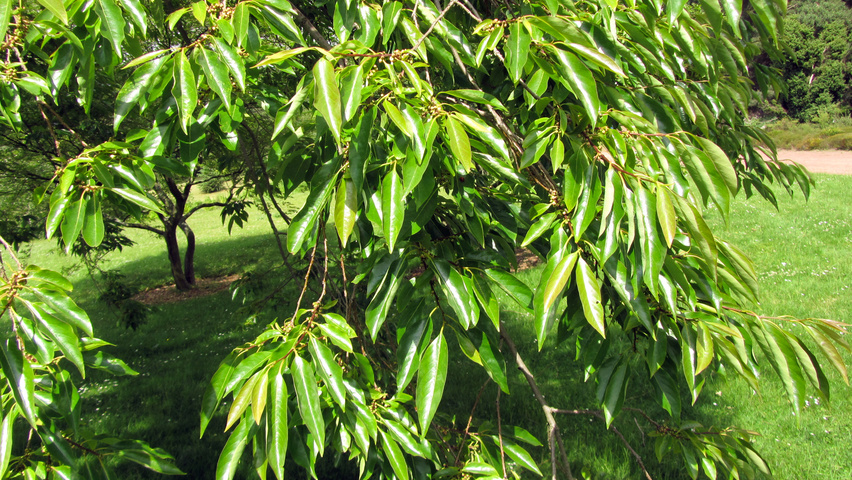 Diospyros lotus Blatt
