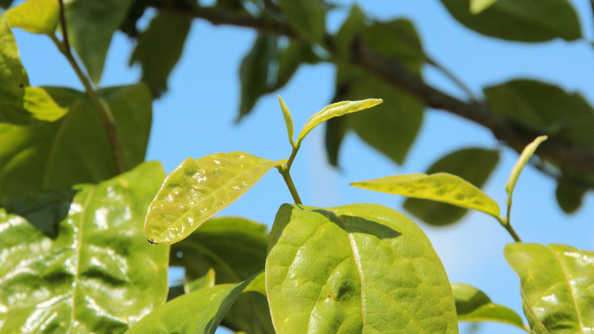 Diospyros lotus Blatt
