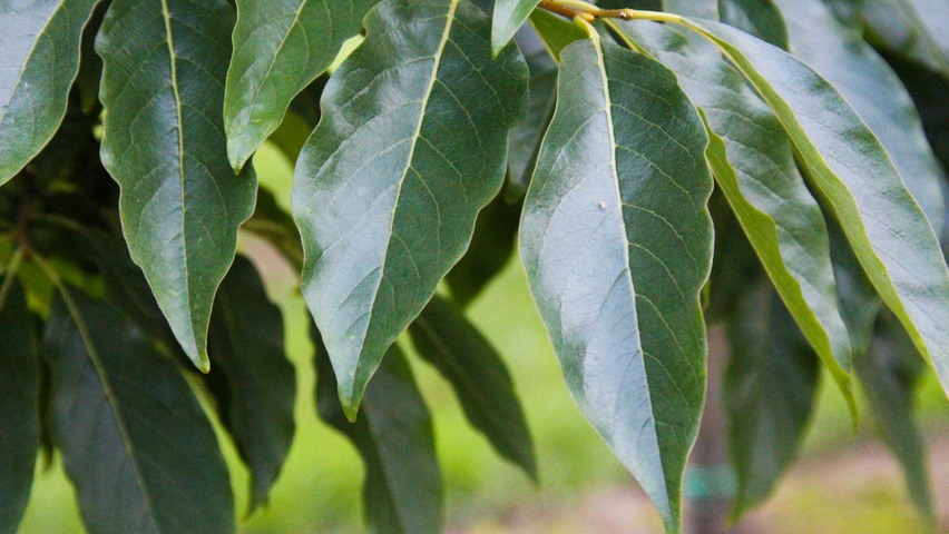 Diospyros lotus Blatt