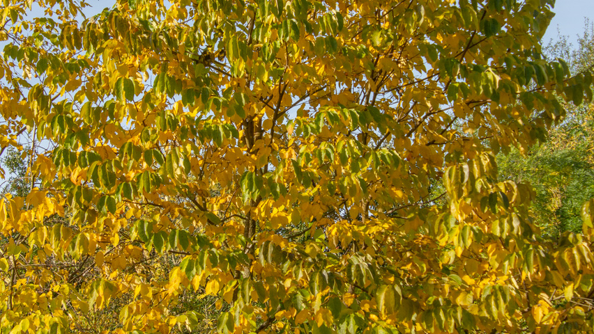 Diospyros lotus mehrstämmige