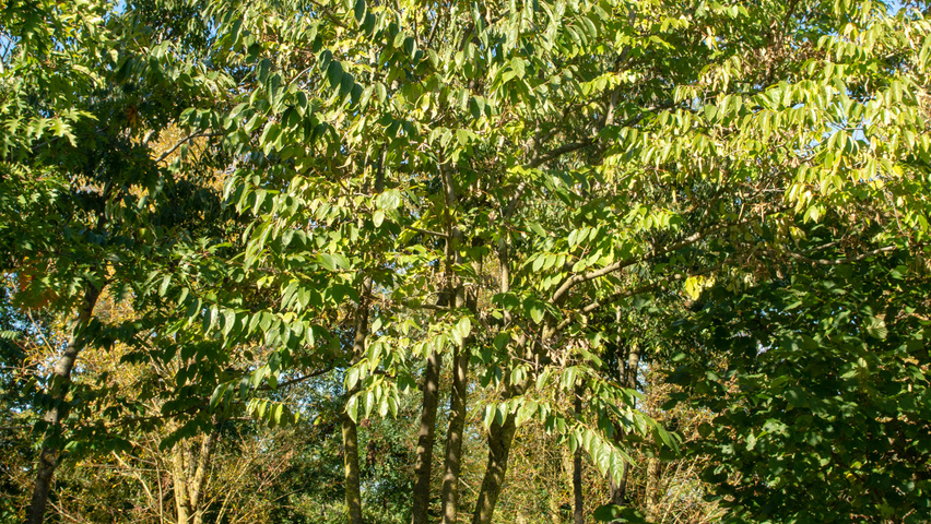 Diospyros lotus mehrstämmige Schirmform