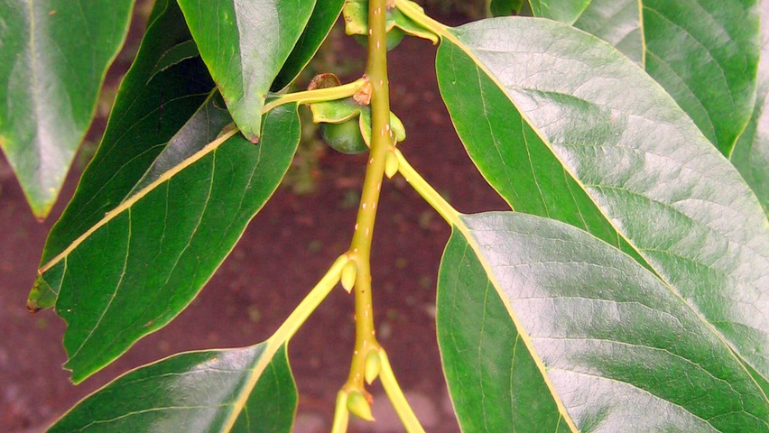 Diospyros lotus Zweige