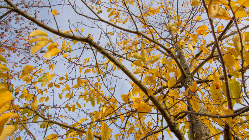 Diospyros virginiana autumn leaves