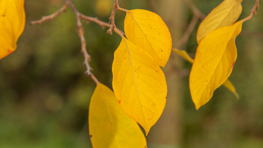 Diospyros virginiana autumn leaves