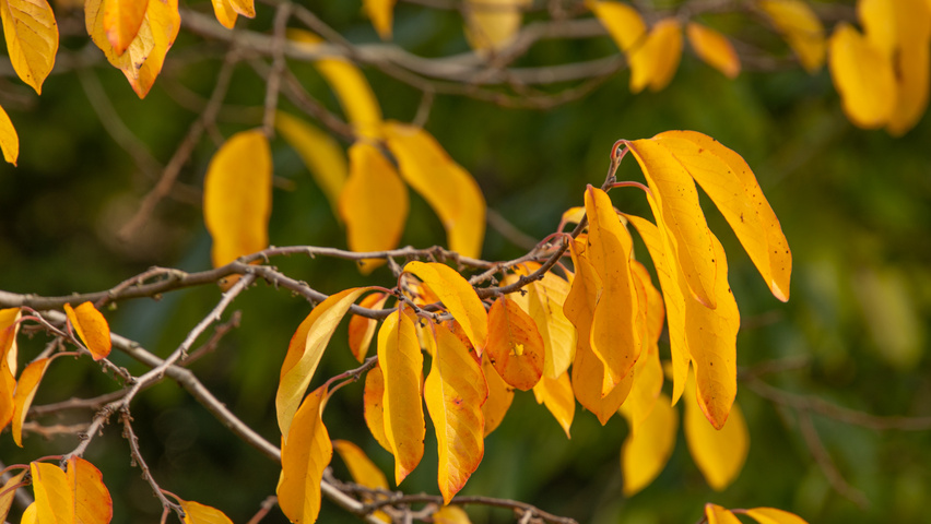 Diospyros virginiana autumn leaves