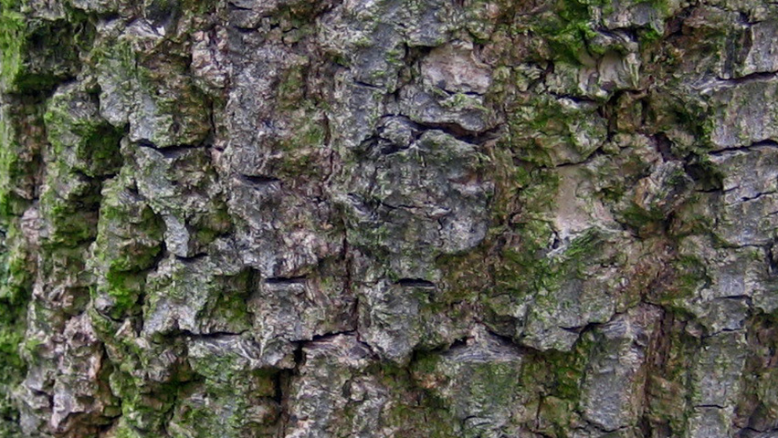 Diospyros virginiana bark