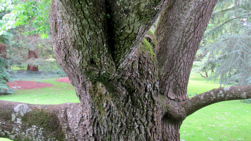 Diospyros virginiana bark