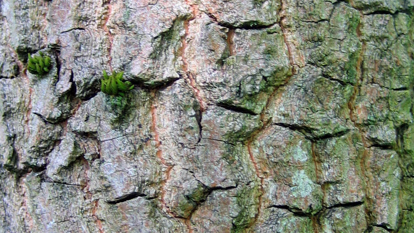 Diospyros virginiana bark