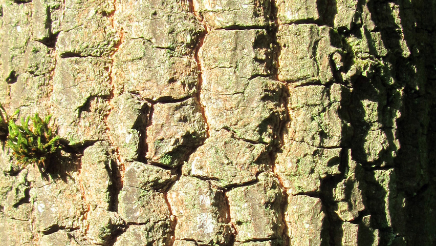 Diospyros virginiana bark