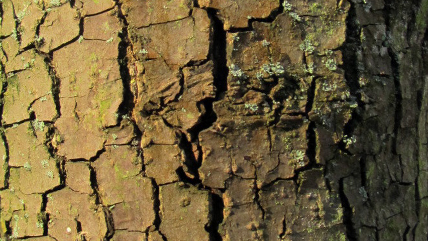 Diospyros virginiana bark