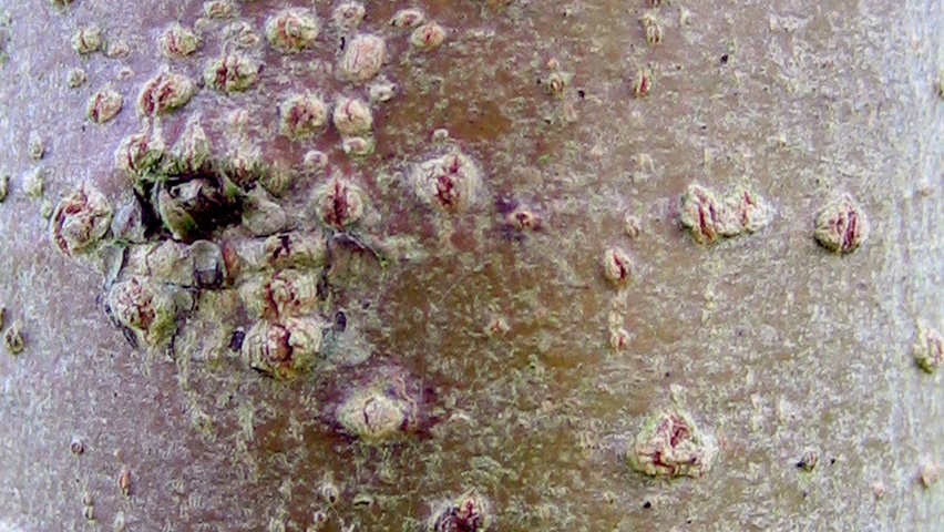 Diospyros virginiana bark