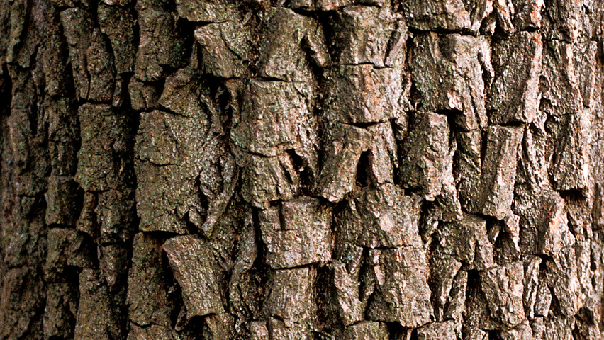 Diospyros virginiana bark