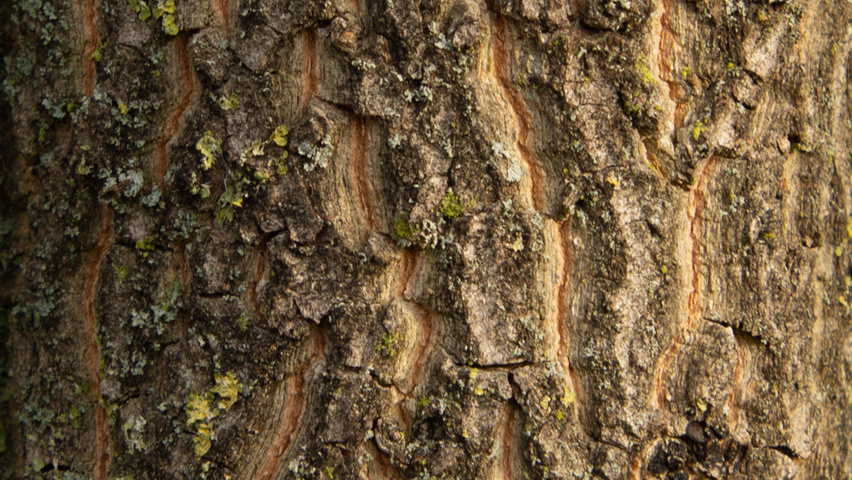 Diospyros virginiana bark