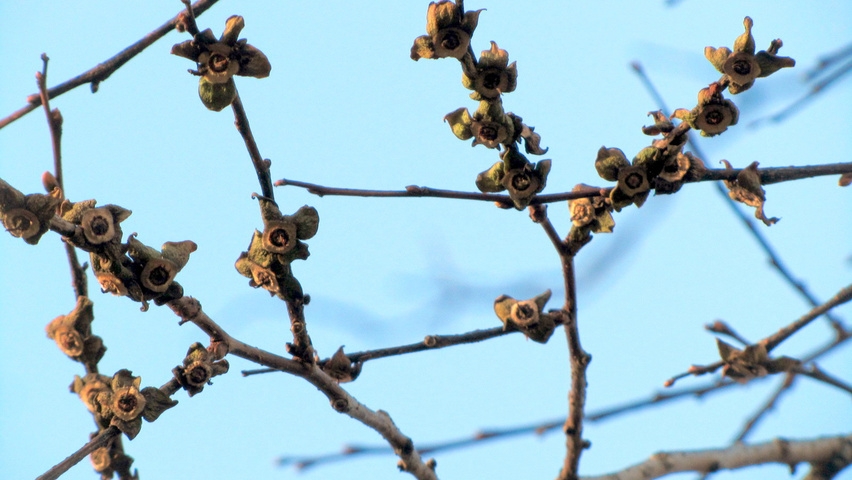 Diospyros virginiana fruits