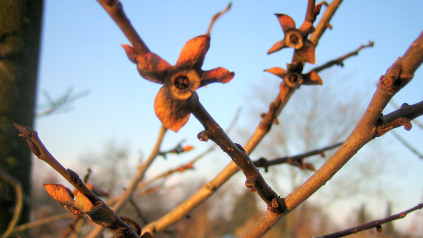Diospyros virginiana fruits