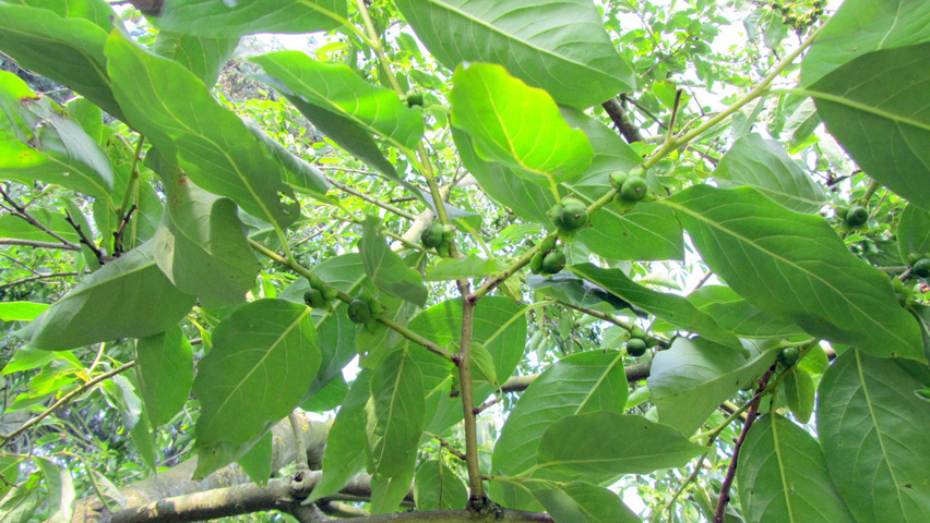 Diospyros virginiana fruits
