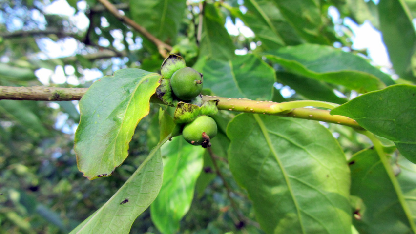 Diospyros virginiana fruits