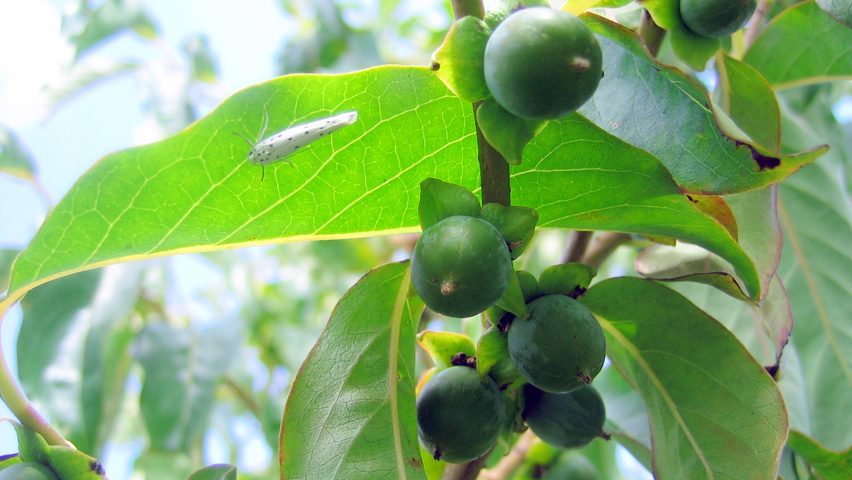 Diospyros virginiana fruits