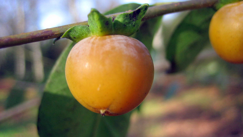 Diospyros virginiana fruits