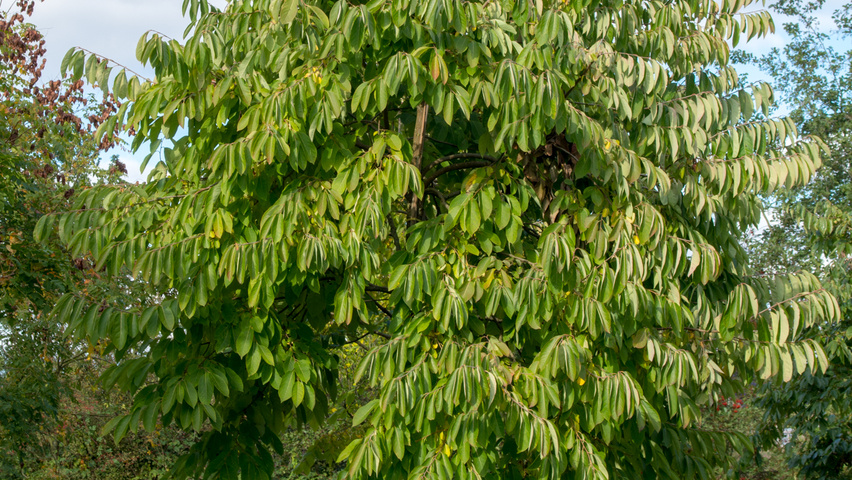 Diospyros virginiana standard tree