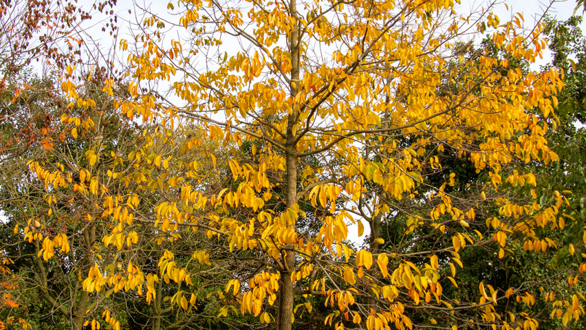 Diospyros virginiana standard tree