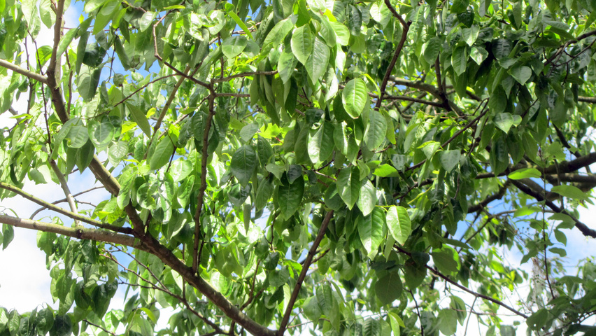 Diospyros virginiana leaves