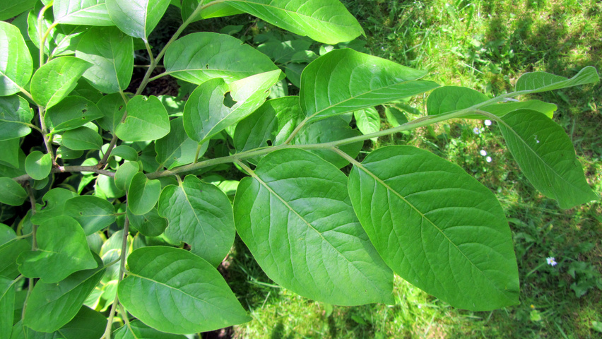 Diospyros virginiana leaves