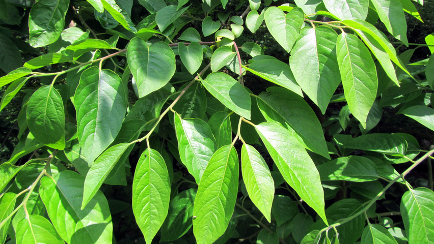 Diospyros virginiana leaves