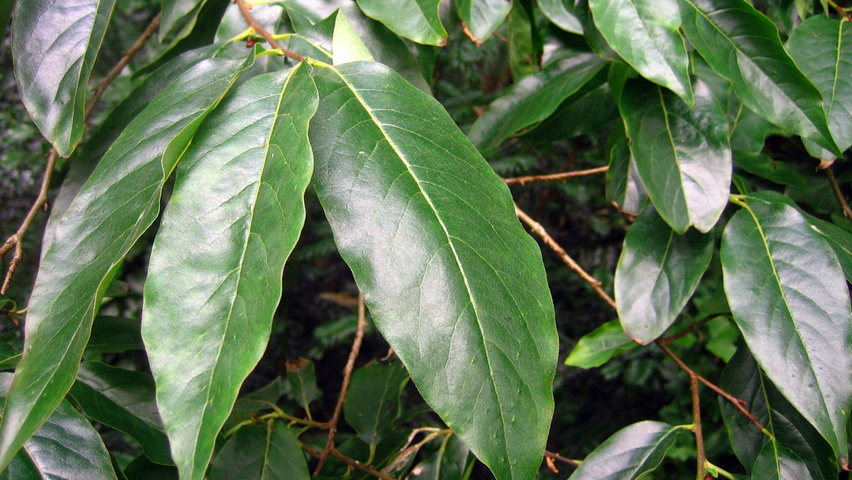 Diospyros virginiana leaves