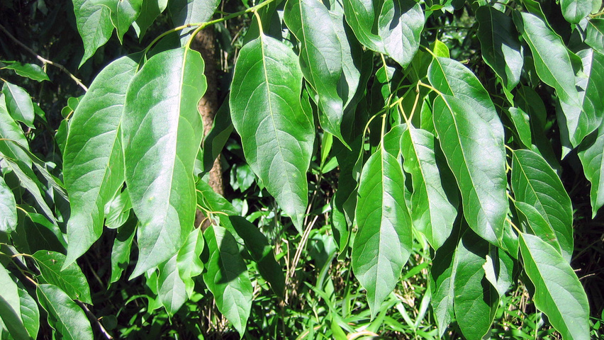 Diospyros virginiana leaves