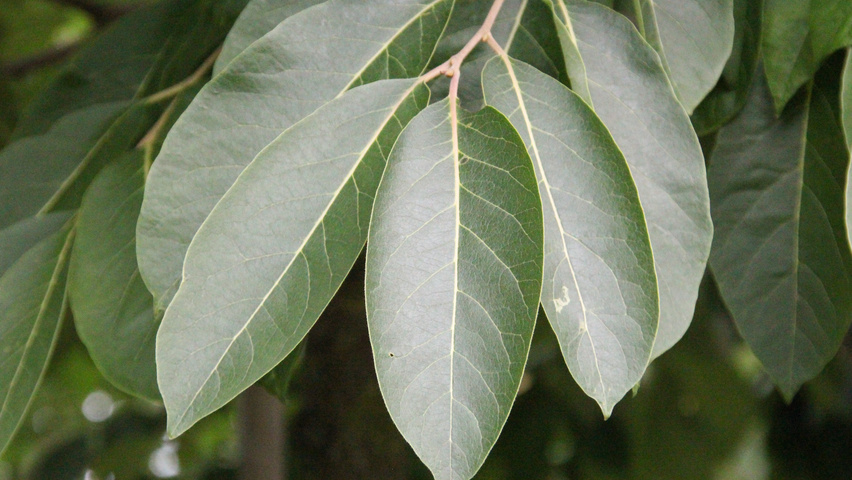 Diospyros virginiana leaves