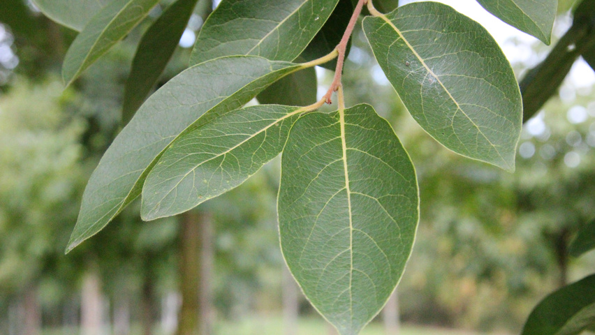 Diospyros virginiana leaves