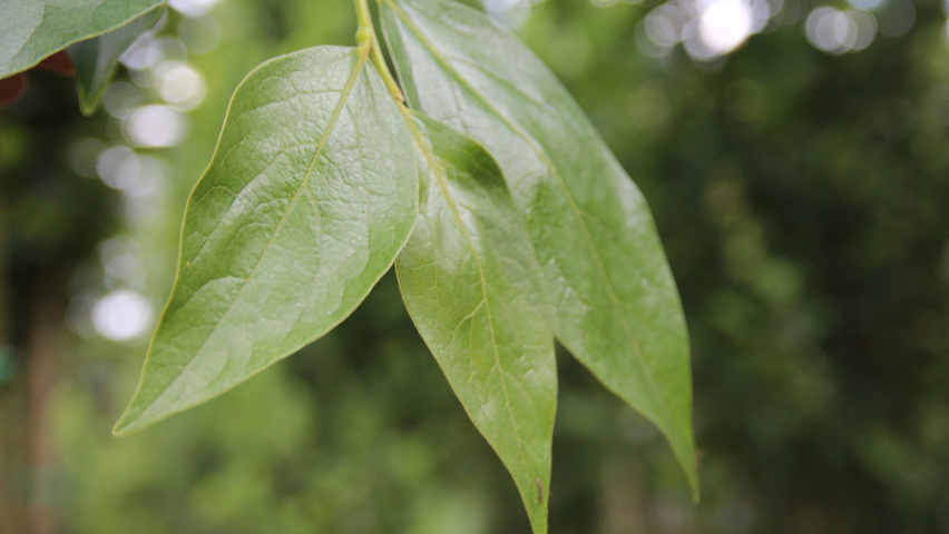 Diospyros virginiana leaves