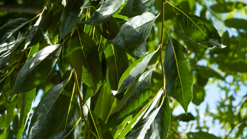 Diospyros virginiana leaves
