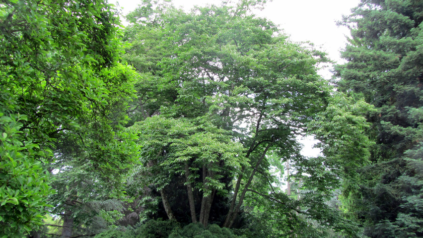 Diospyros virginiana multi-stem