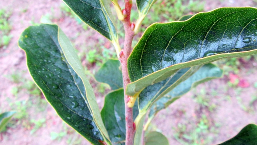 Diospyros virginiana twigs