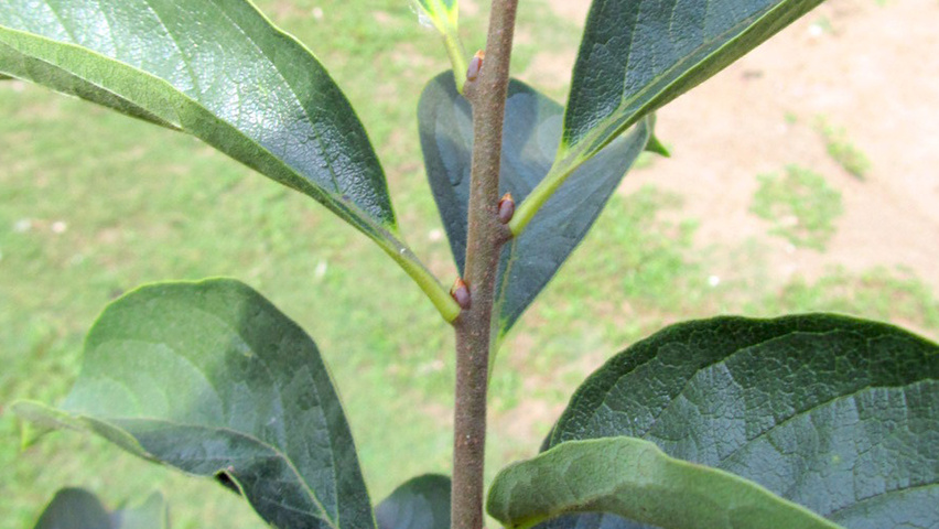 Diospyros virginiana twigs