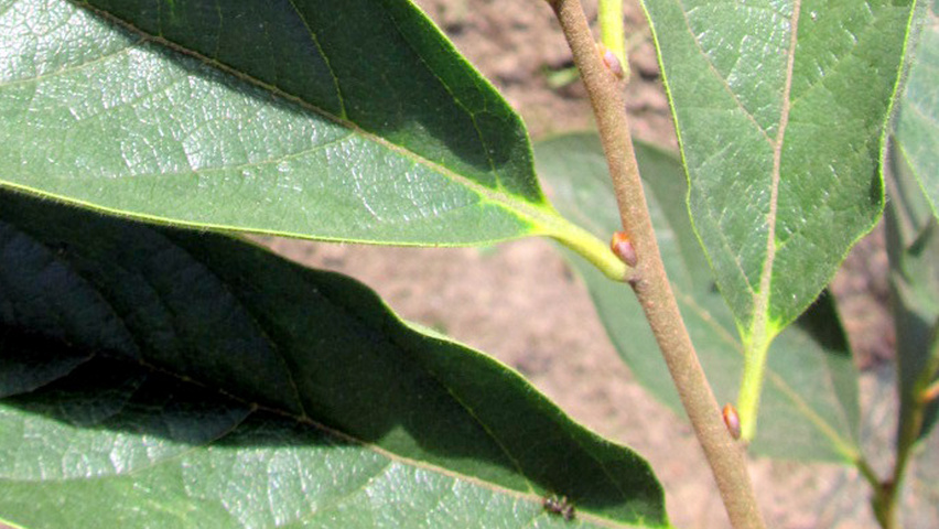 Diospyros virginiana twigs