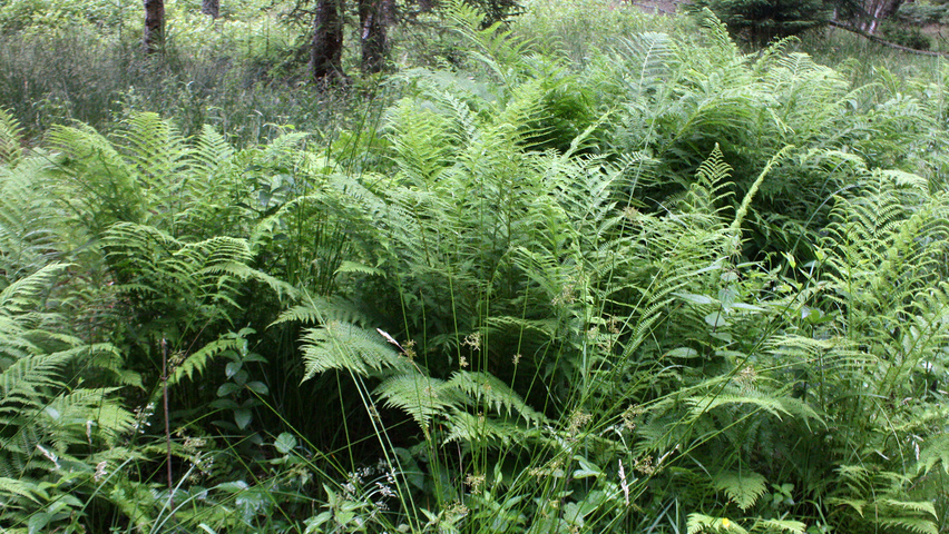 Dryopteris filix-mas blad