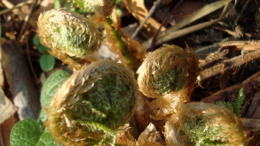 Dryopteris filix-mas blad