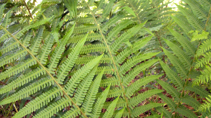 Dryopteris filix-mas blad