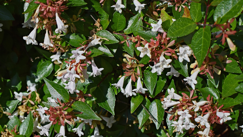 Abelia x grandiflora fleurs
