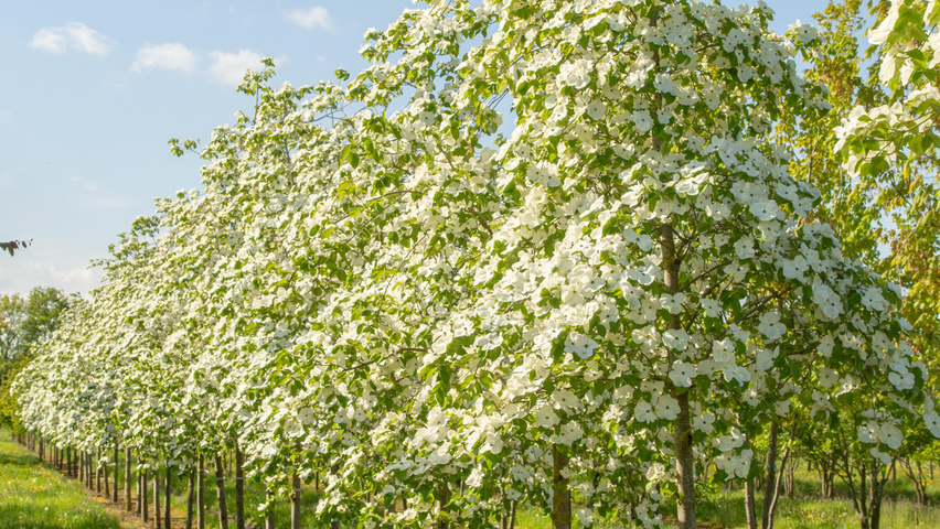 Eddie's White Wonder Dogwood, Cornus Eddies White Wonder High Resolution Stock Photography And Images Alamy, Cornus 'eddie's white wonder' eddie's white wonder dogwood.