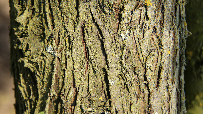 Elaeagnus angustifolia bast