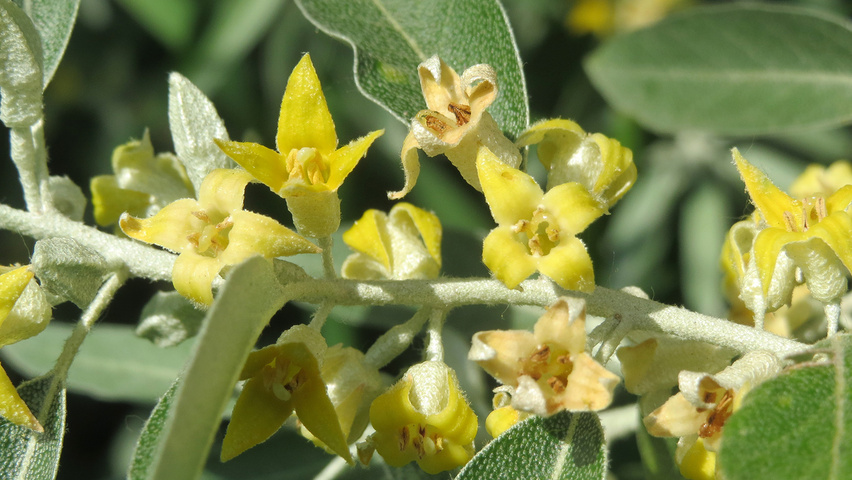 Elaeagnus angustifolia bloem