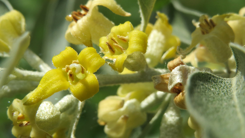 Elaeagnus angustifolia bloem