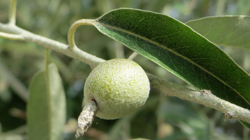 Elaeagnus angustifolia vrucht